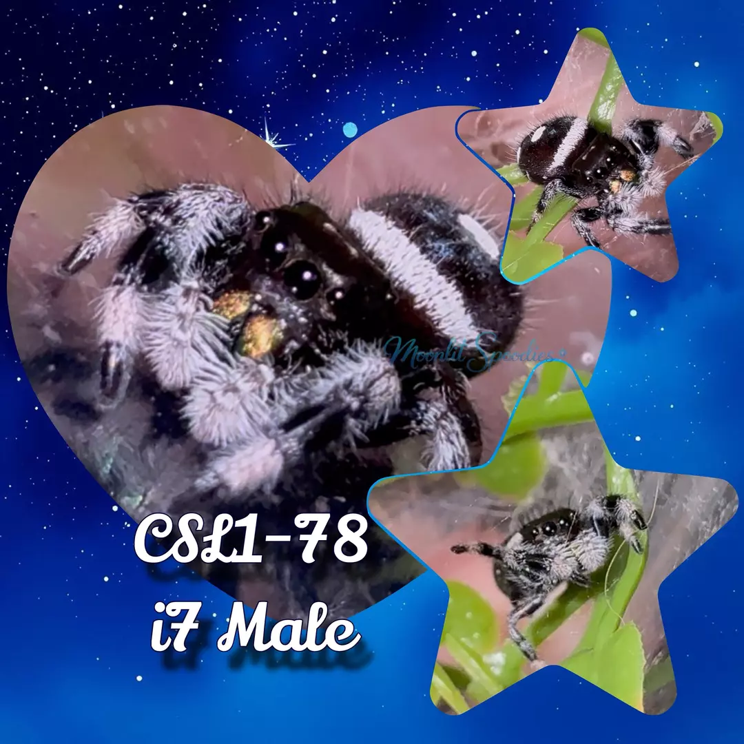 P. regius i7 male (78) thumbnail