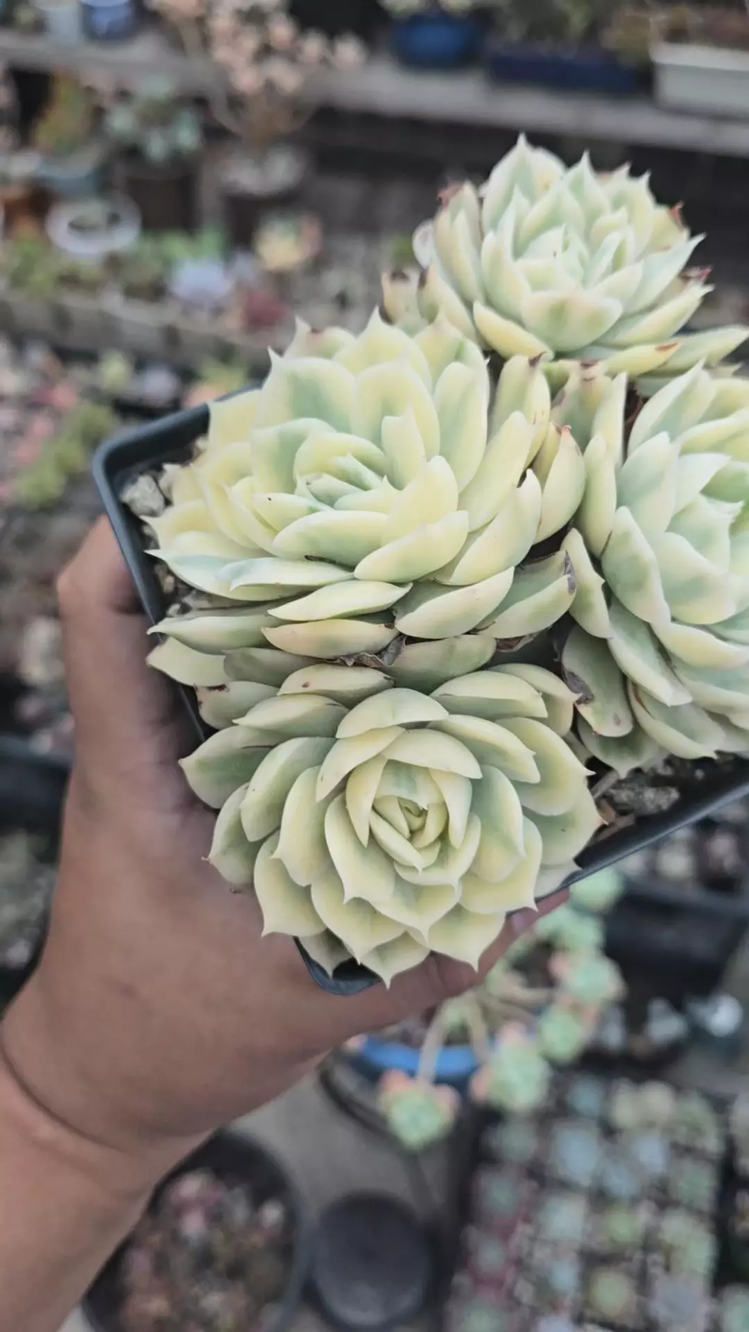 Echeveria Onslow Variegated  Cluster 3.5 in pot thumbnail