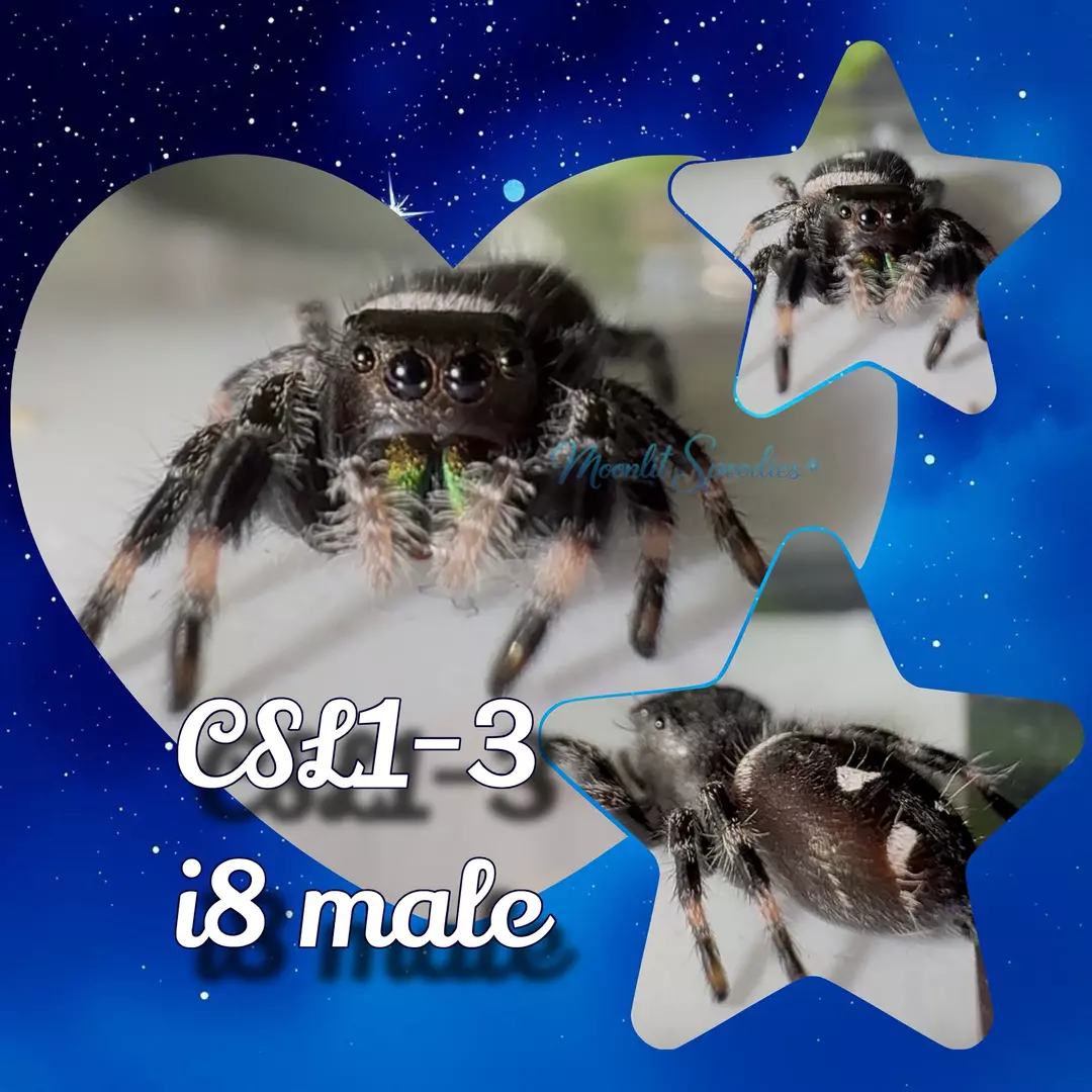 P. regius - i8 male (3) thumbnail