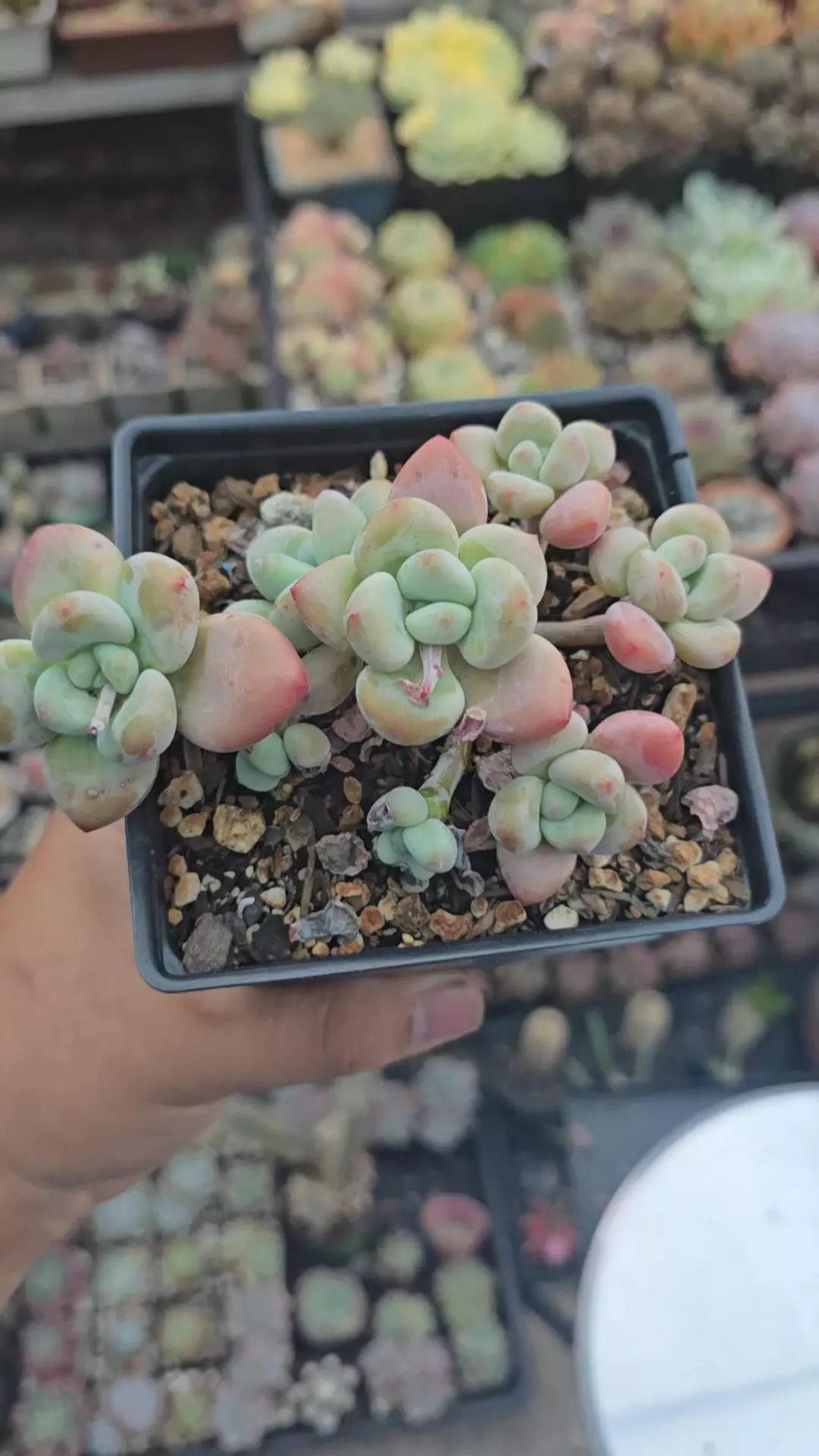 Graptoveria Miul thumbnail