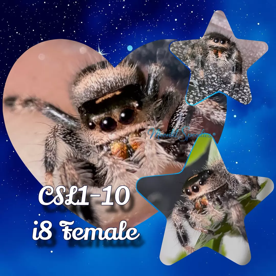 P. regius i8 Female (10) thumbnail