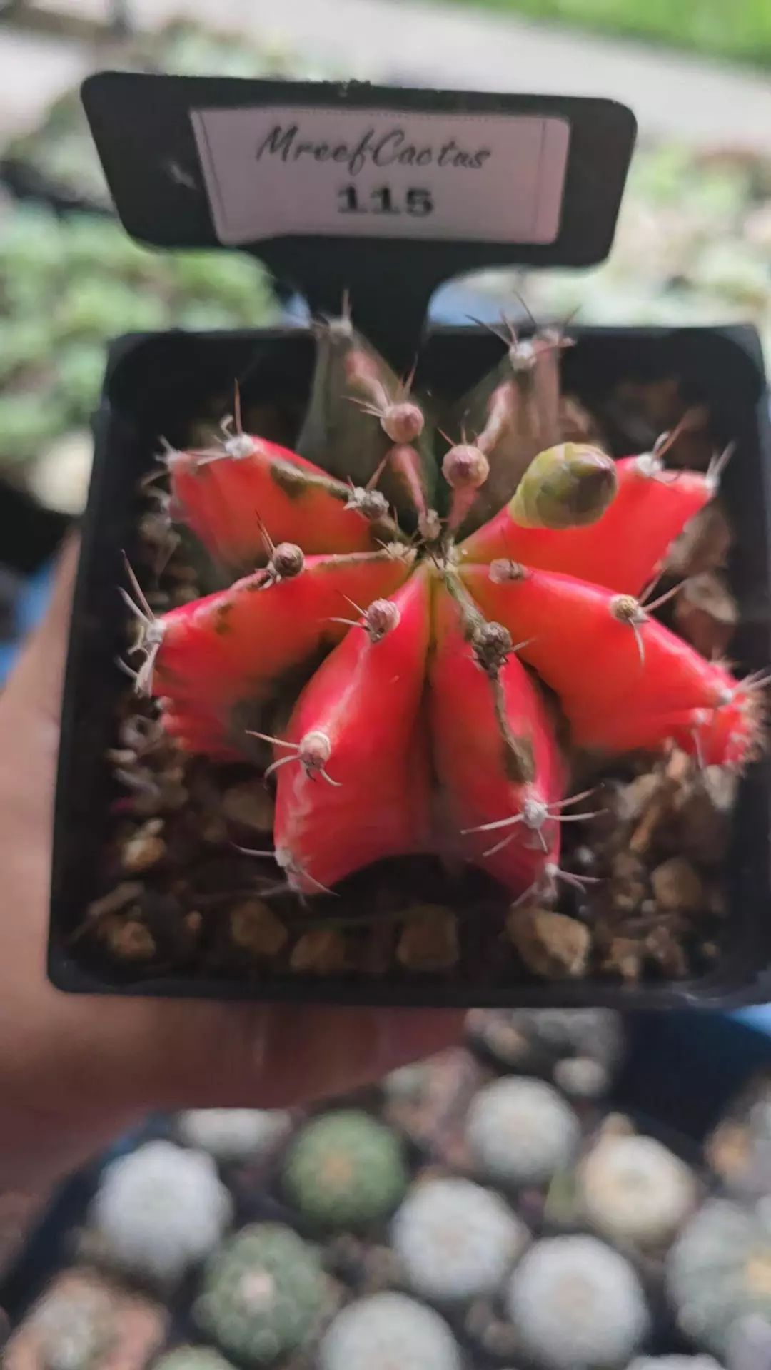 Gymnocalycium Variegated 3.25 in pot  thumbnail
