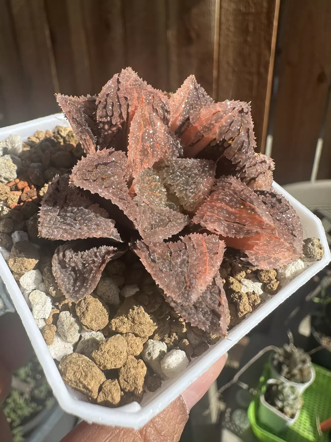 Variegated Large Gumijou thumbnail