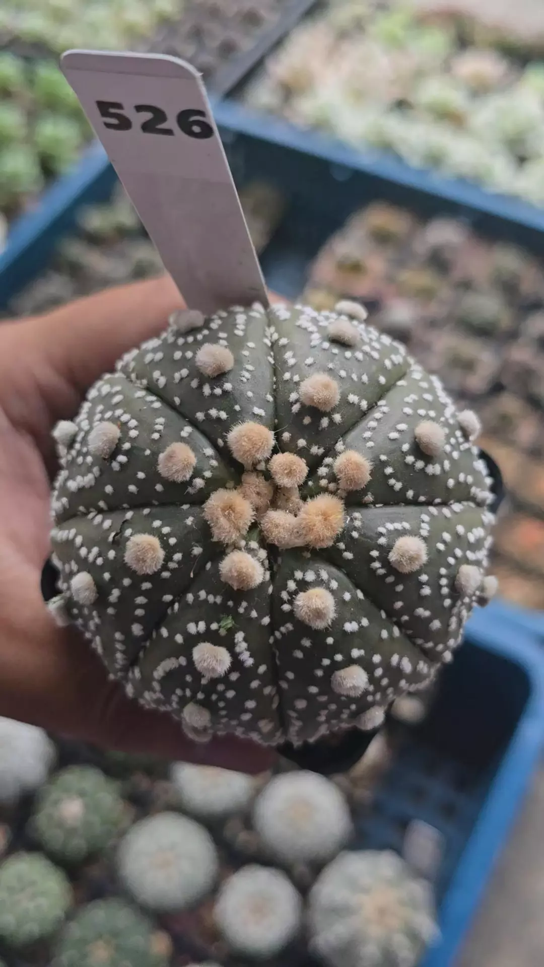 Astrophytum ISW 3in Plant thumbnail