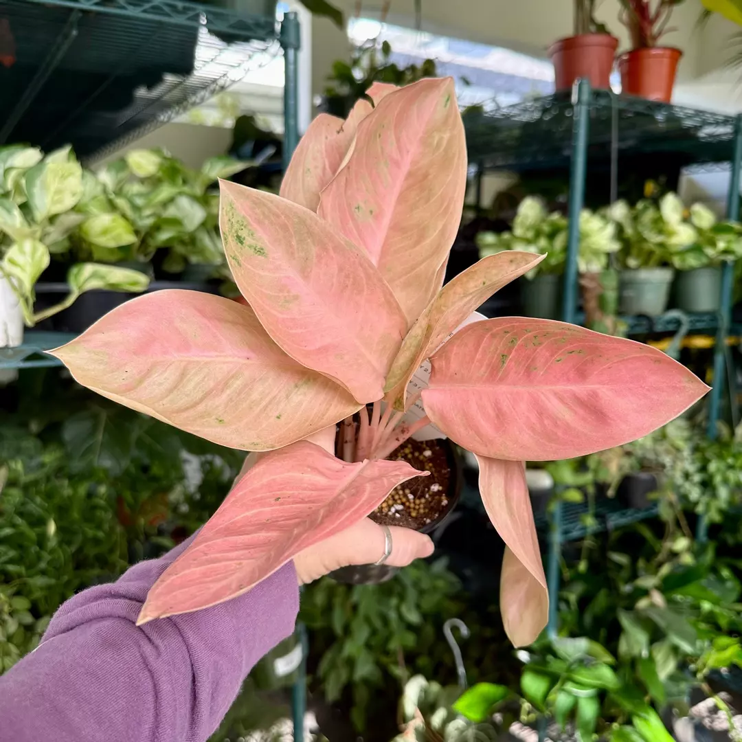 Aglaonema sweet banana 4” pot thumbnail