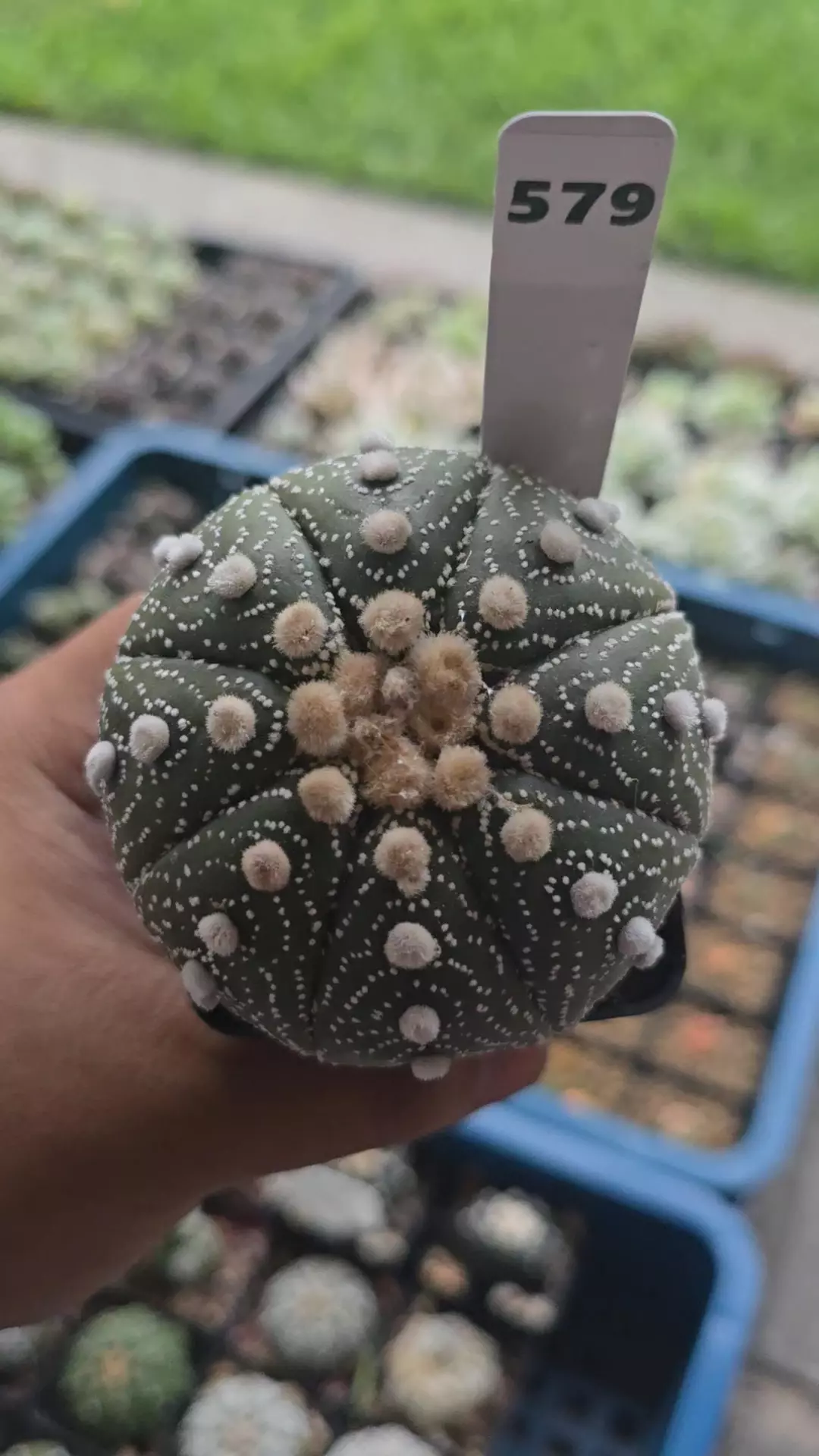 Astrophytum ISW 3in plant thumbnail