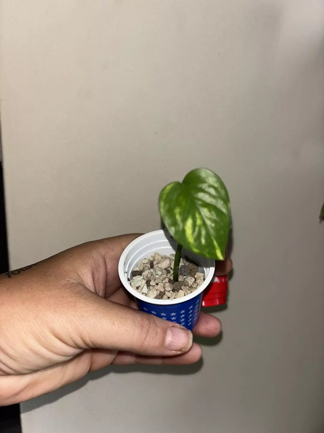 Epi 'Sunburst' pup thumbnail