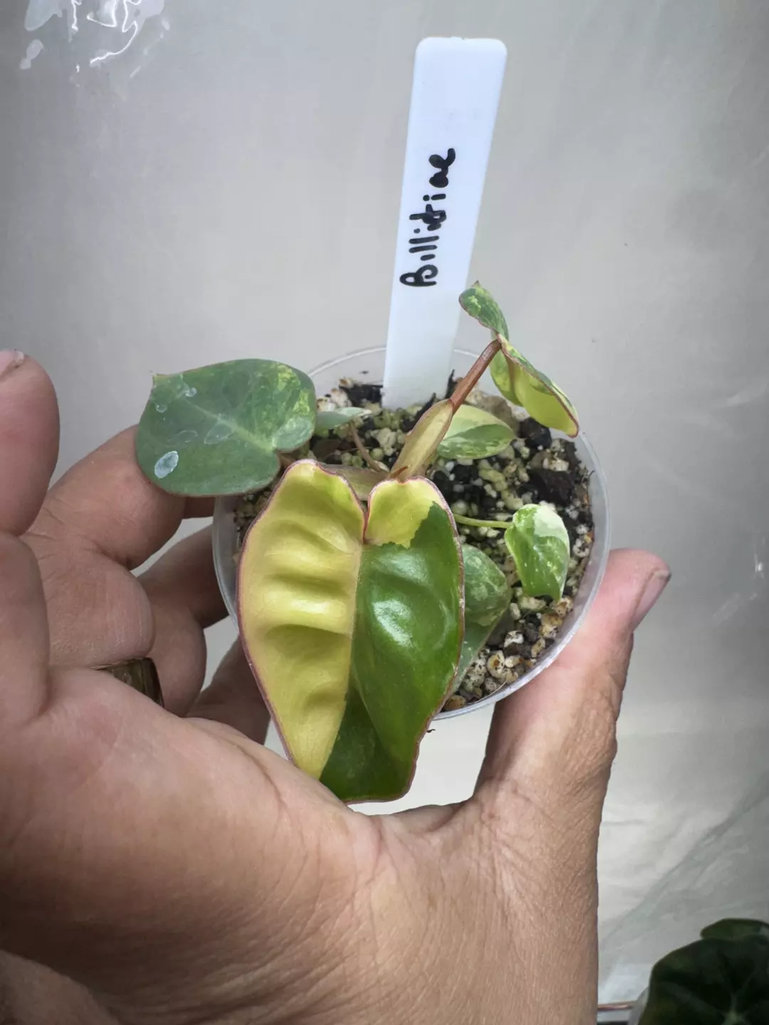 P. Billitaie  thumbnail