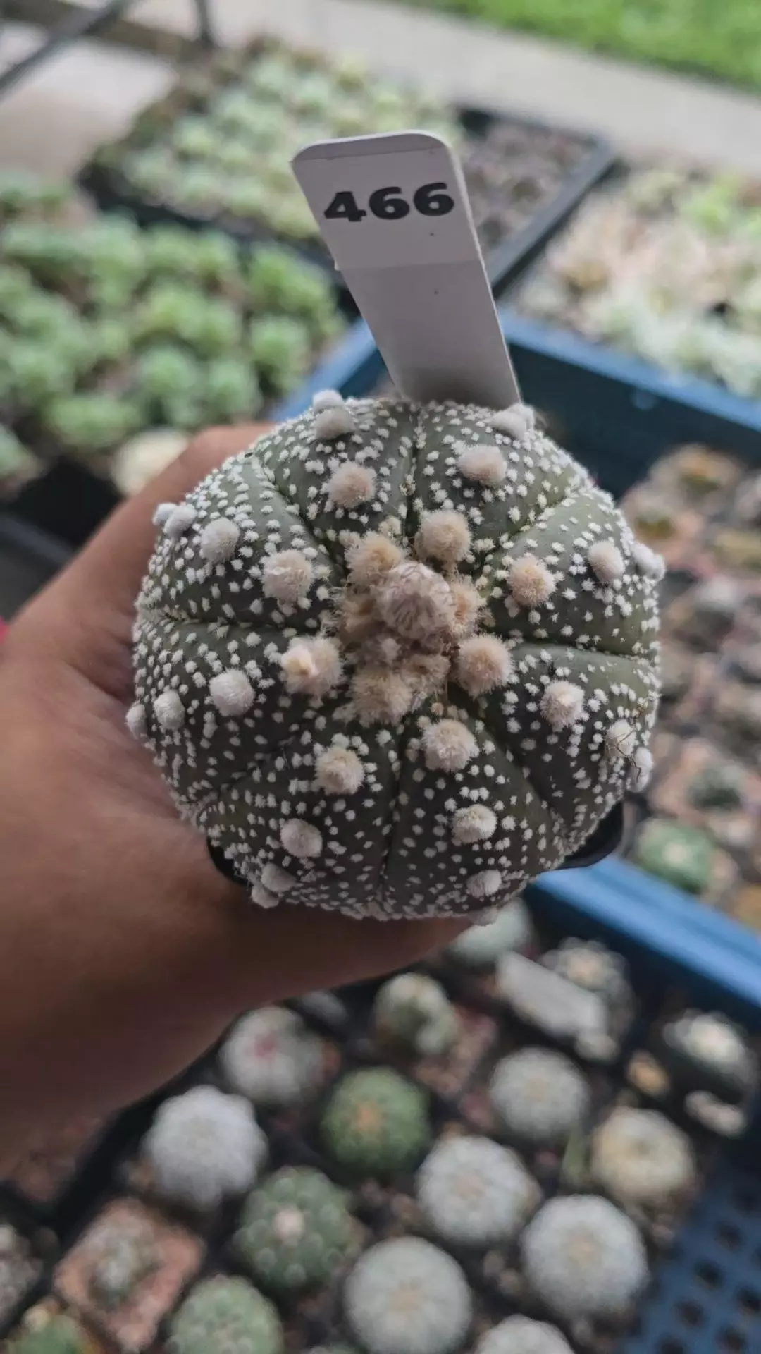 Astrophytum ISW 3in Plant thumbnail