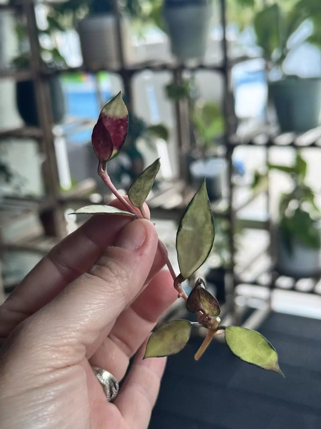 Hoya Lacunosa Souma (fresh cut) thumbnail