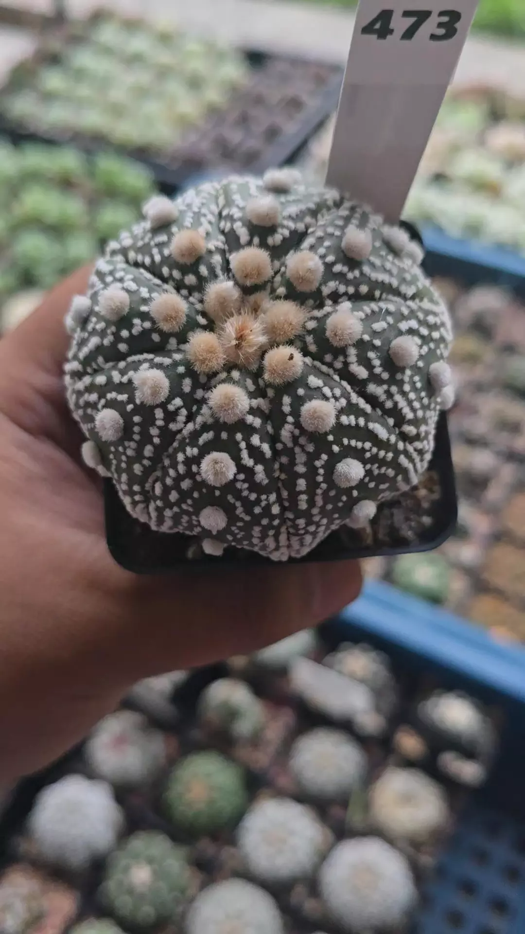 Astrophytum ISW 3in Plant thumbnail