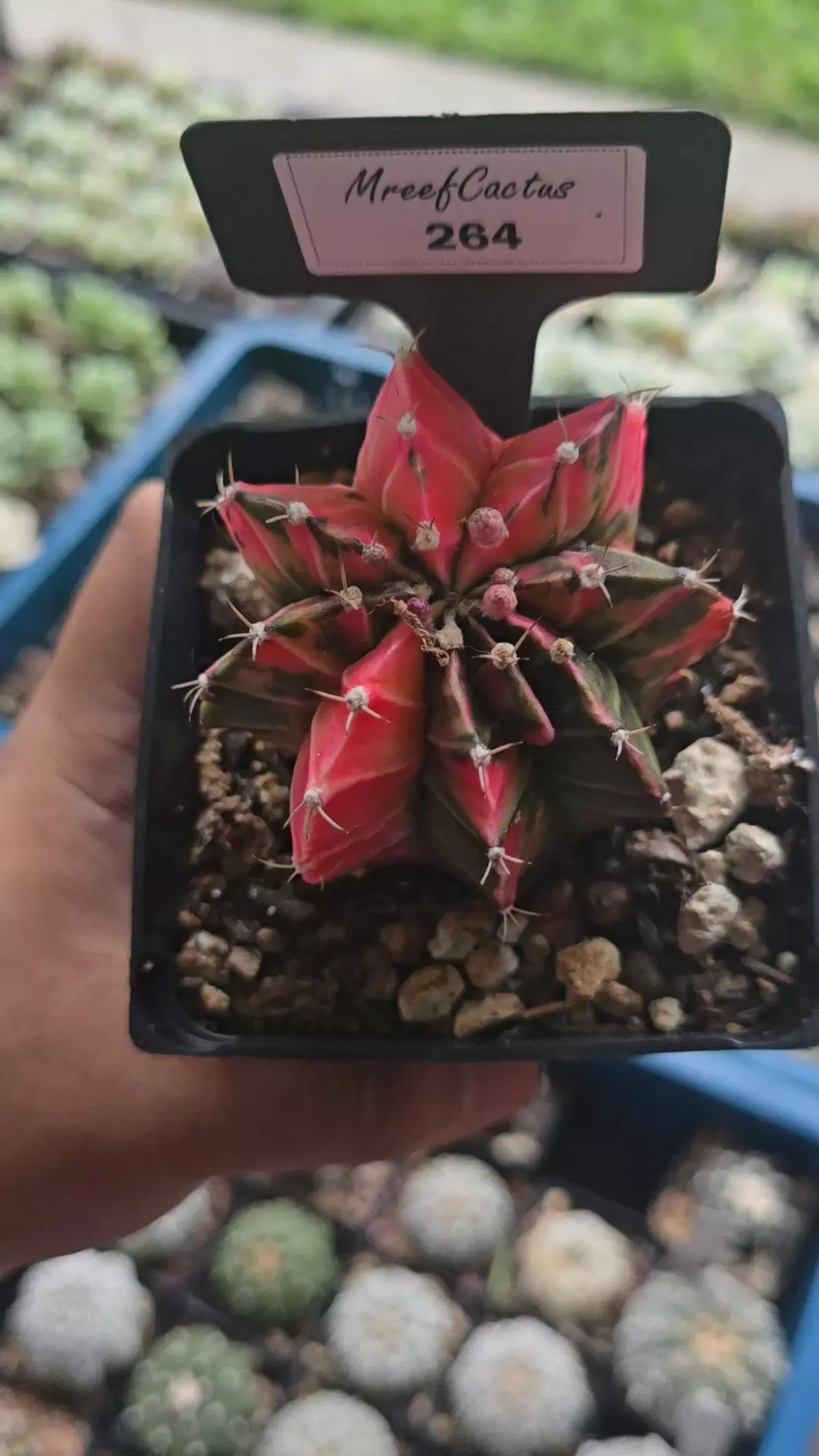 Gymnocalycium Variegated 3.25 in pot  thumbnail