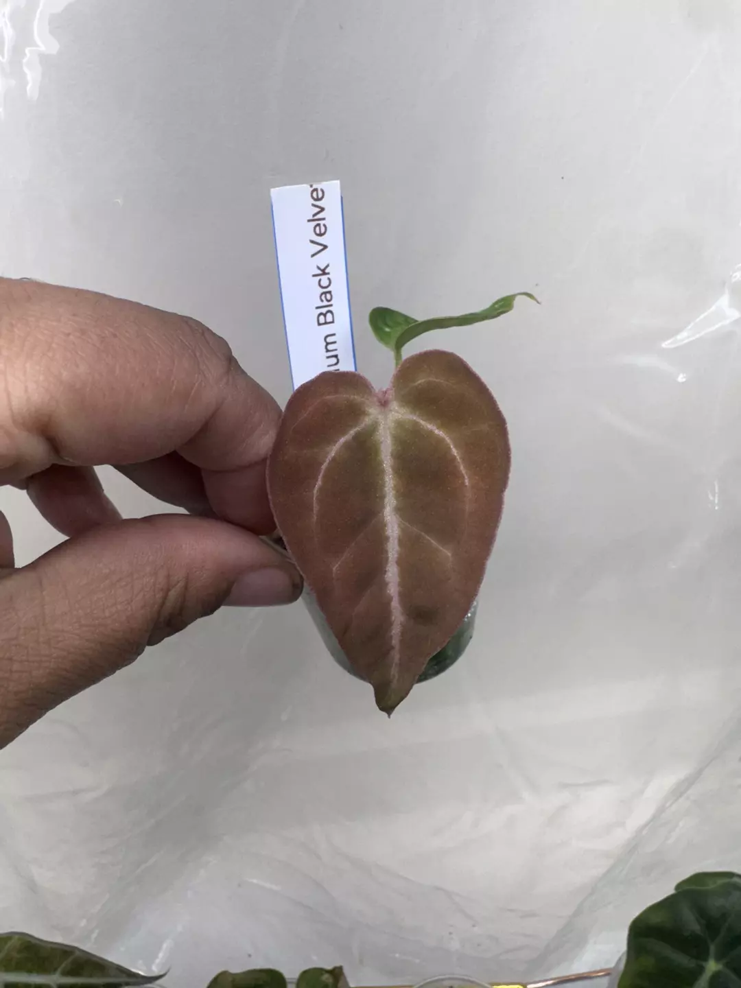 A. Black Velvet  thumbnail