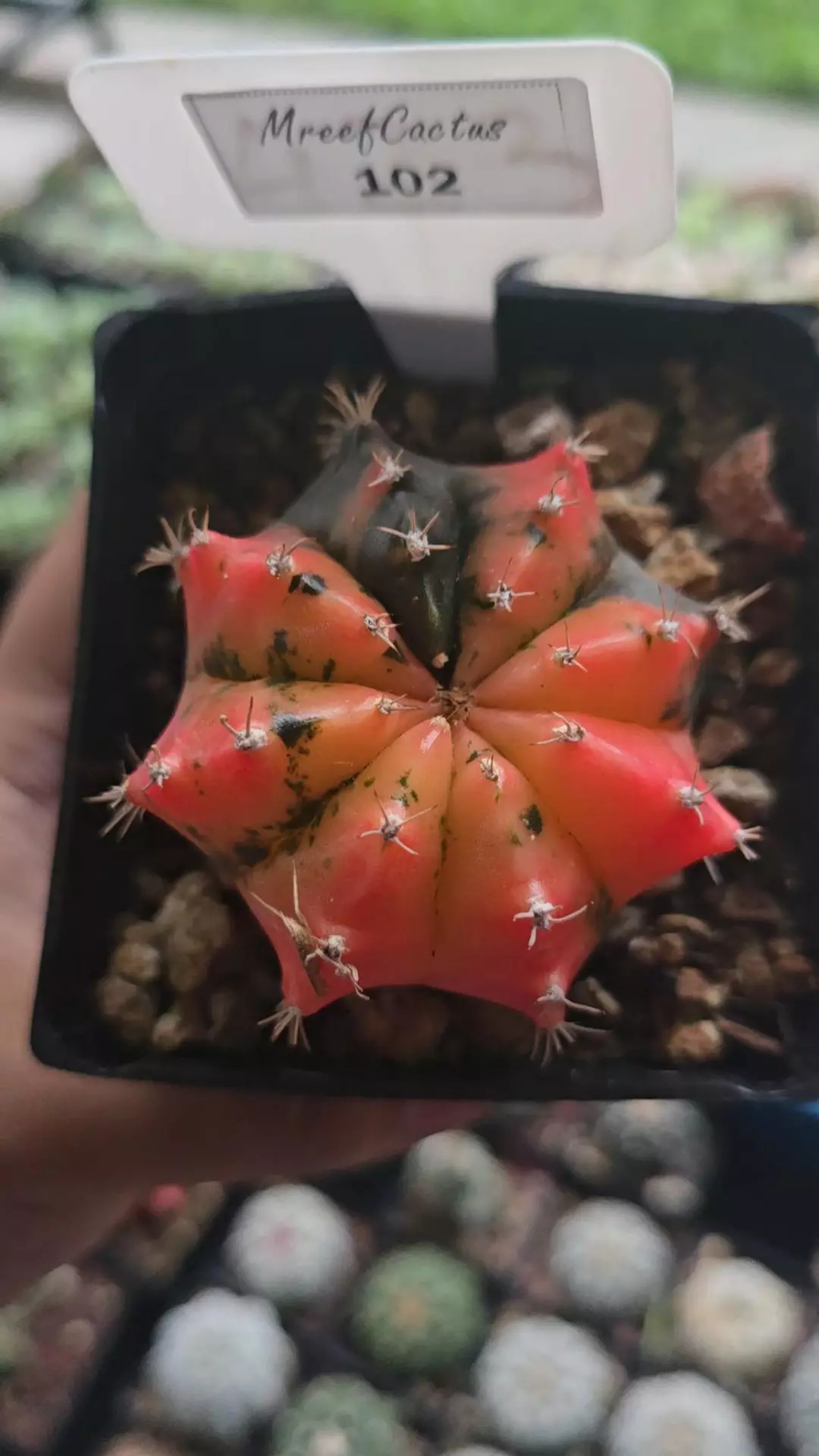Gymnocalycium Variegated 3.25 in pot  thumbnail