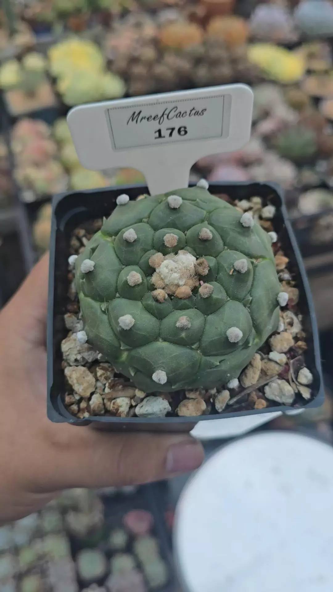 Astrophytum Asteria Kikko 3.25 in POT thumbnail
