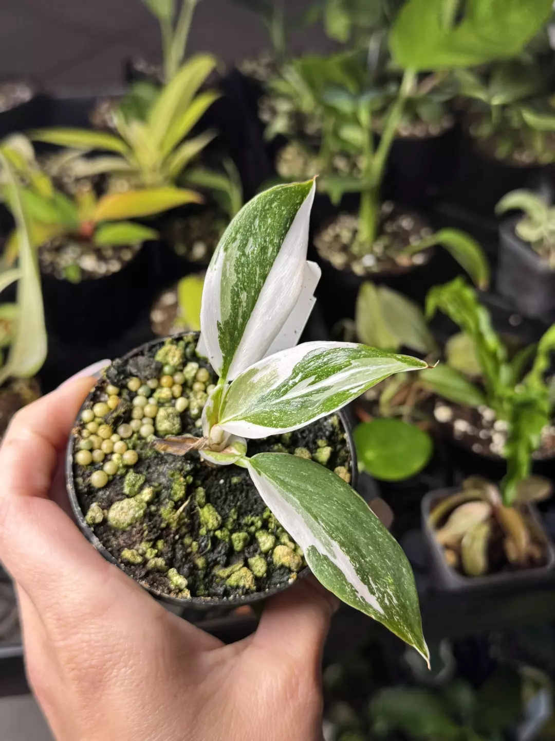 Philodendron white knight  thumbnail