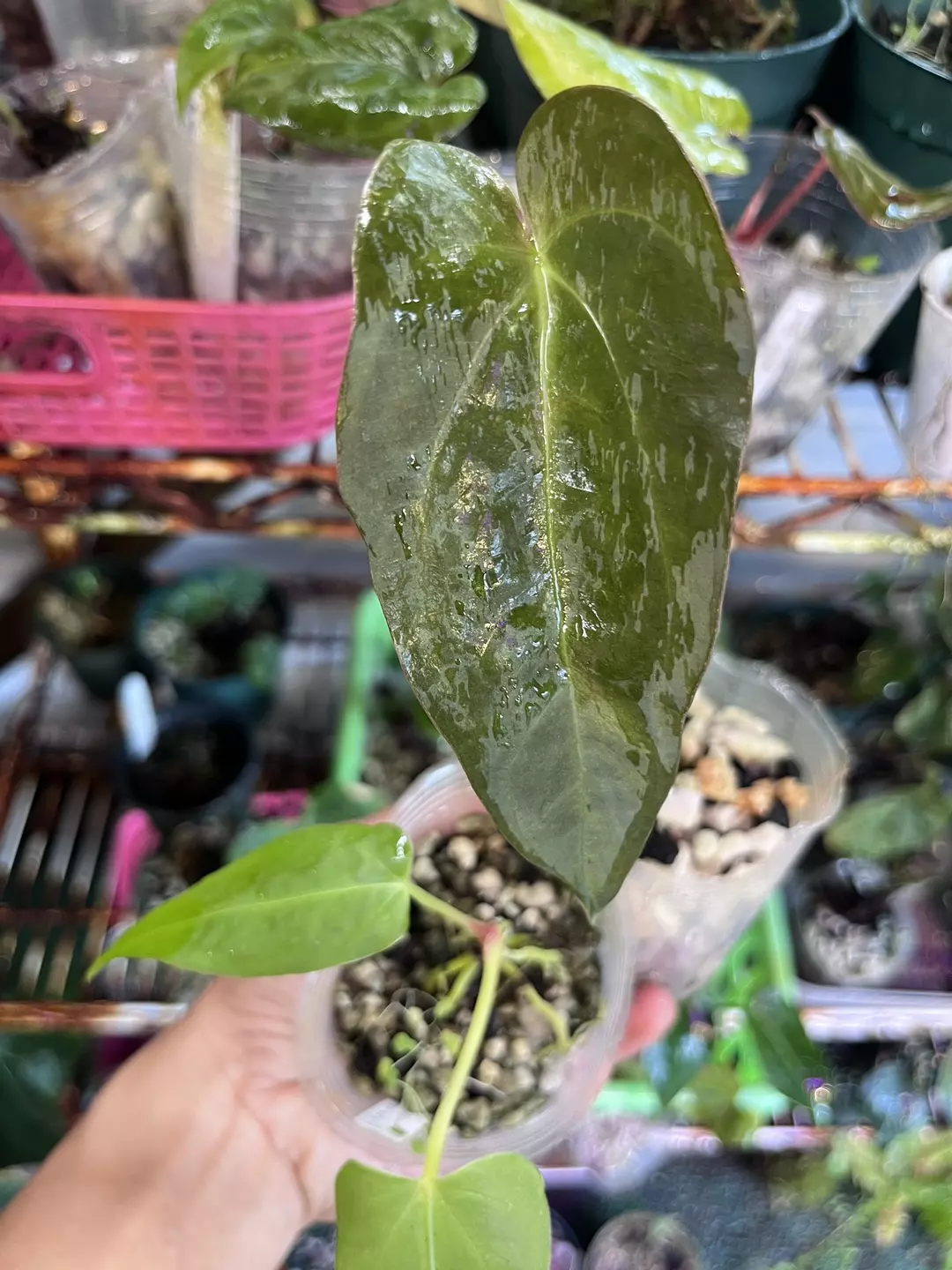 Anthurium bundle division: Pap x Hot Chocolate and Rotundatum x Red Crystallinum thumbnail