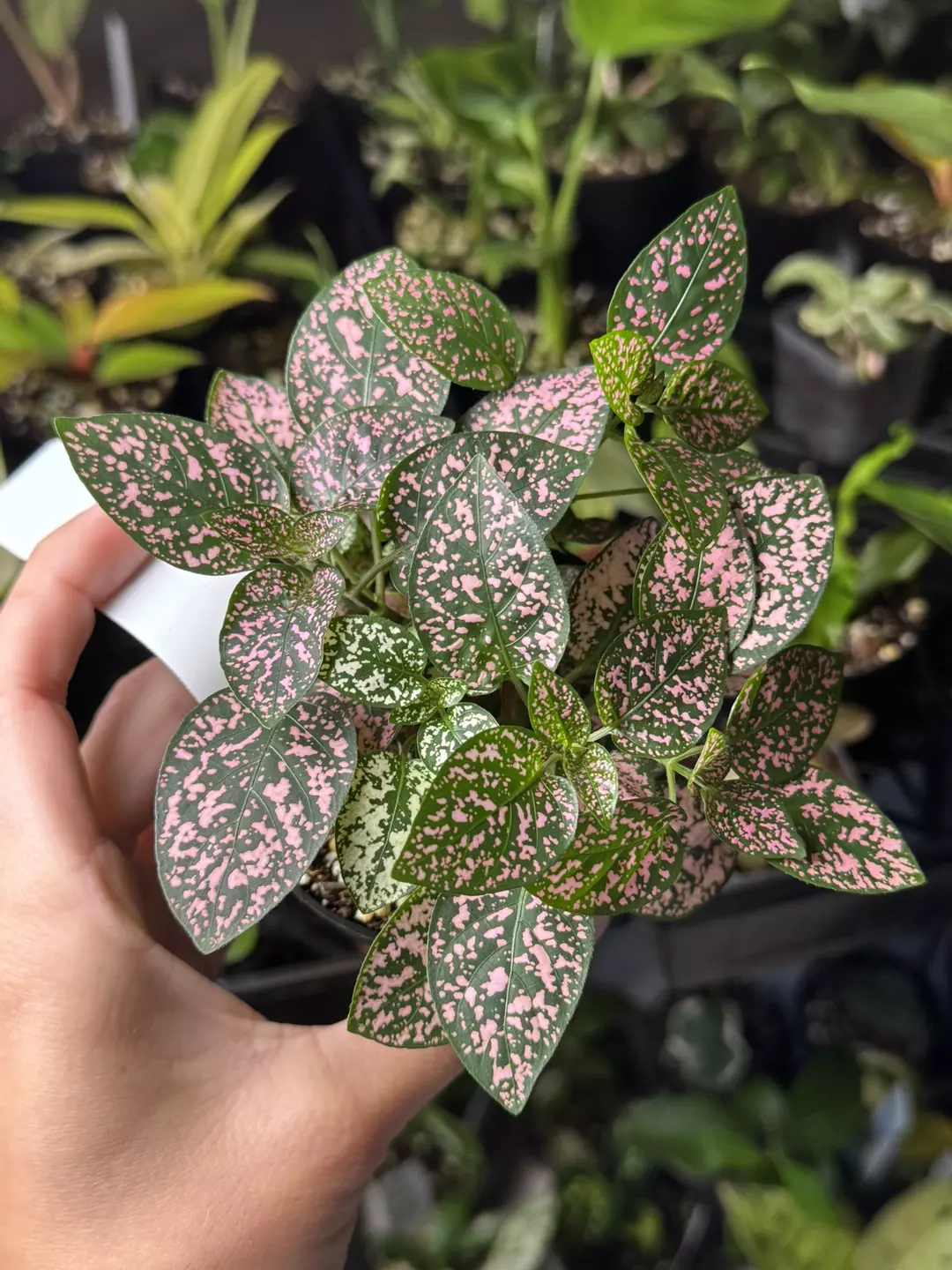 Multicolor polka dot splash  thumbnail