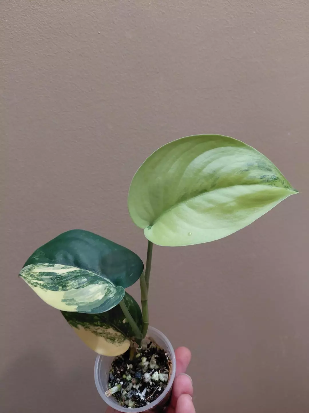Scindapsus Jade Satin Variegated thumbnail