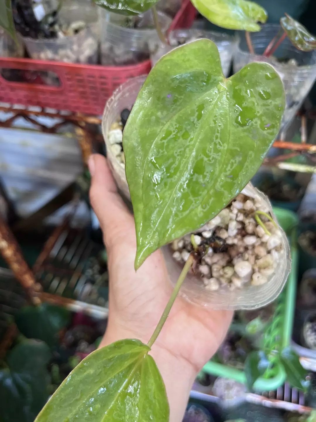 Anthurium bundle division: Antolakii x Dressleri and Antolakii x Soul Reaper thumbnail