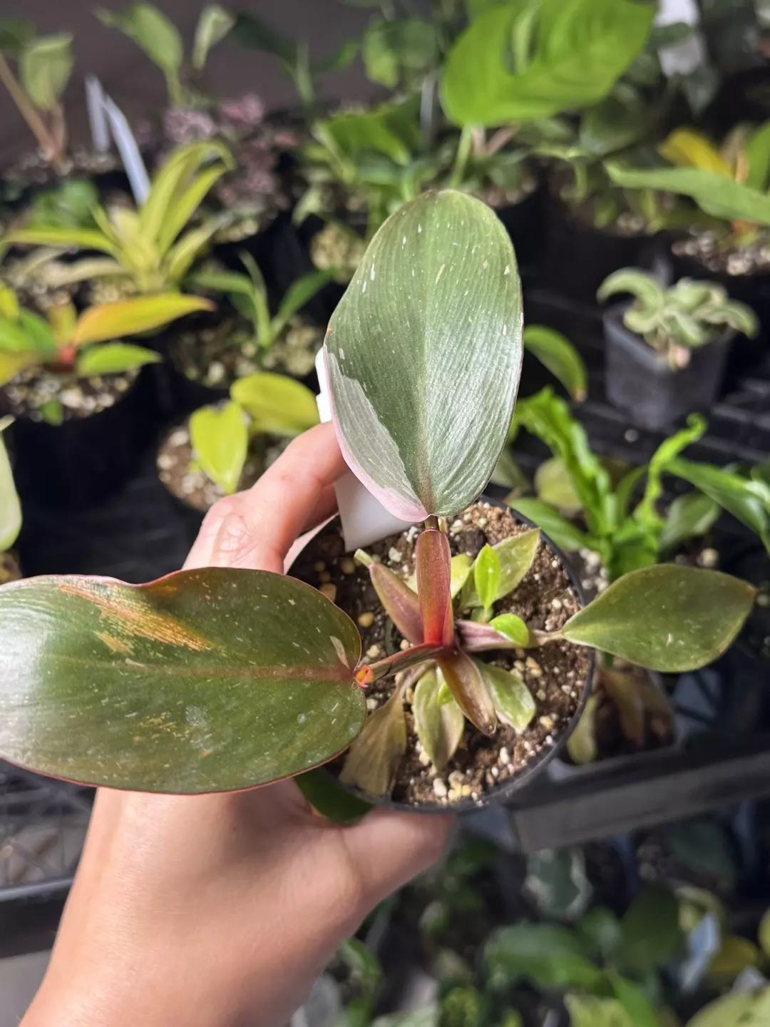Philodendron pink princess  thumbnail