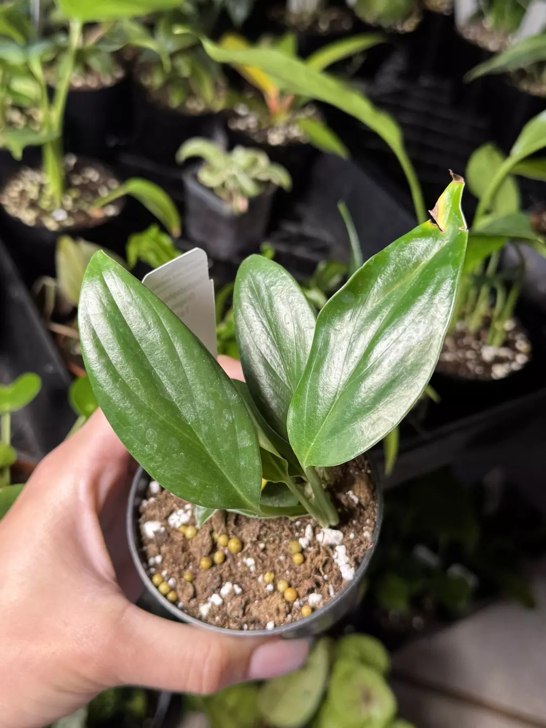 Philodendron dragon tail thumbnail
