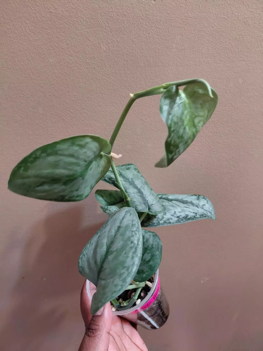 Scindapsus Blue Cloud NOID thumbnail