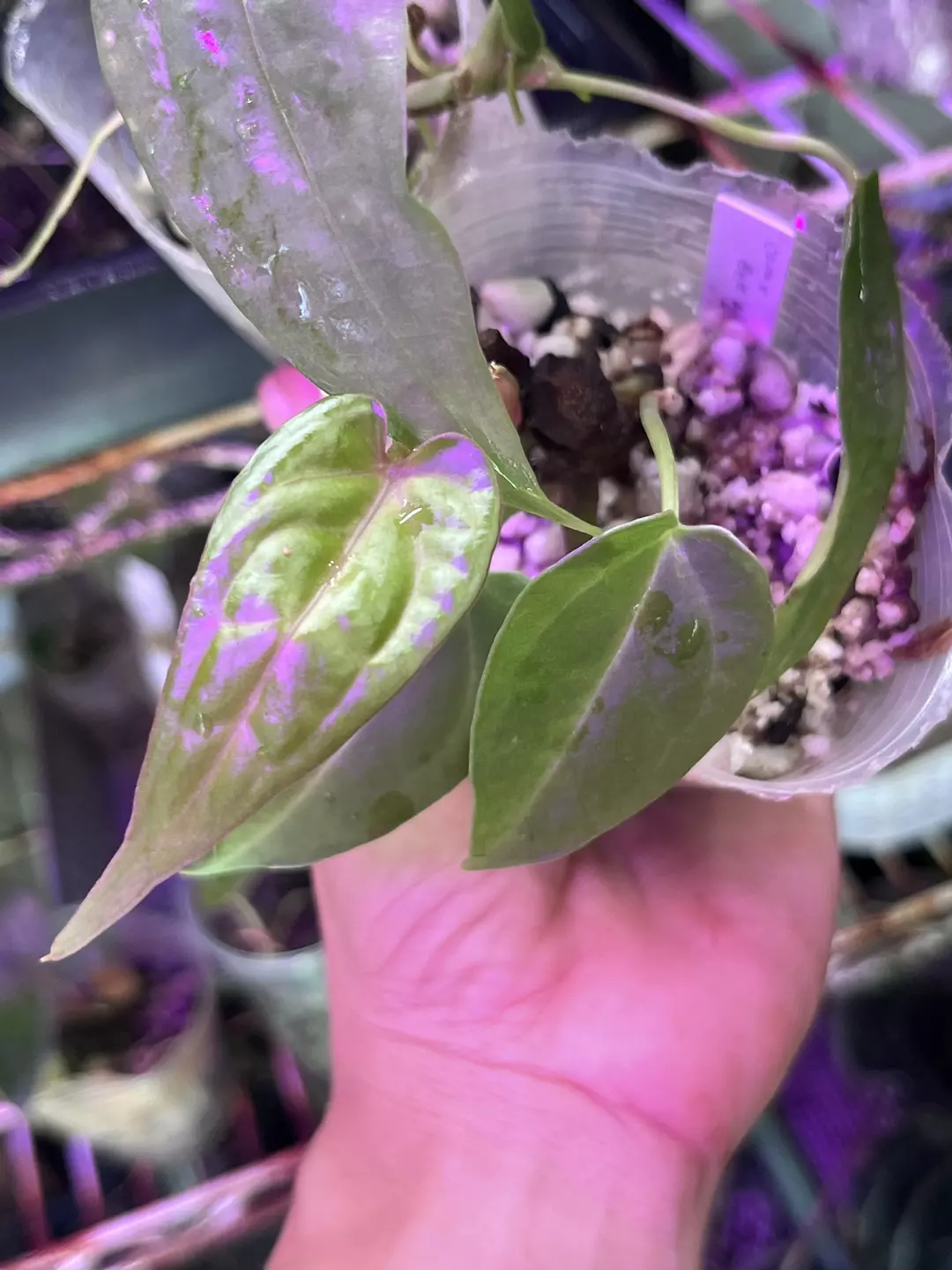 Anthurium bundle division: Carla x Besseae aff and sp. Limon thumbnail