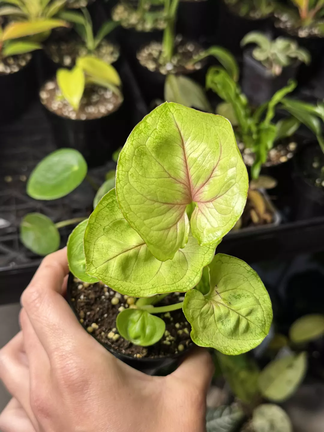 Syngonium kiwi thumbnail