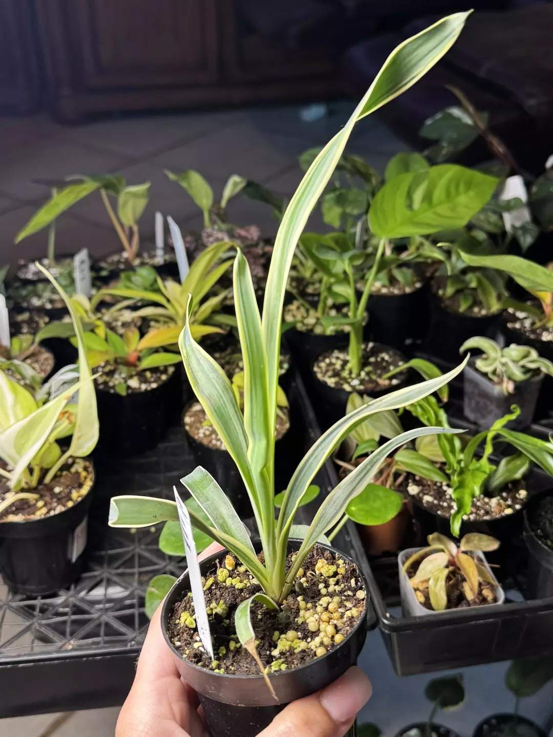 Yuca Gloriosa variegated thumbnail