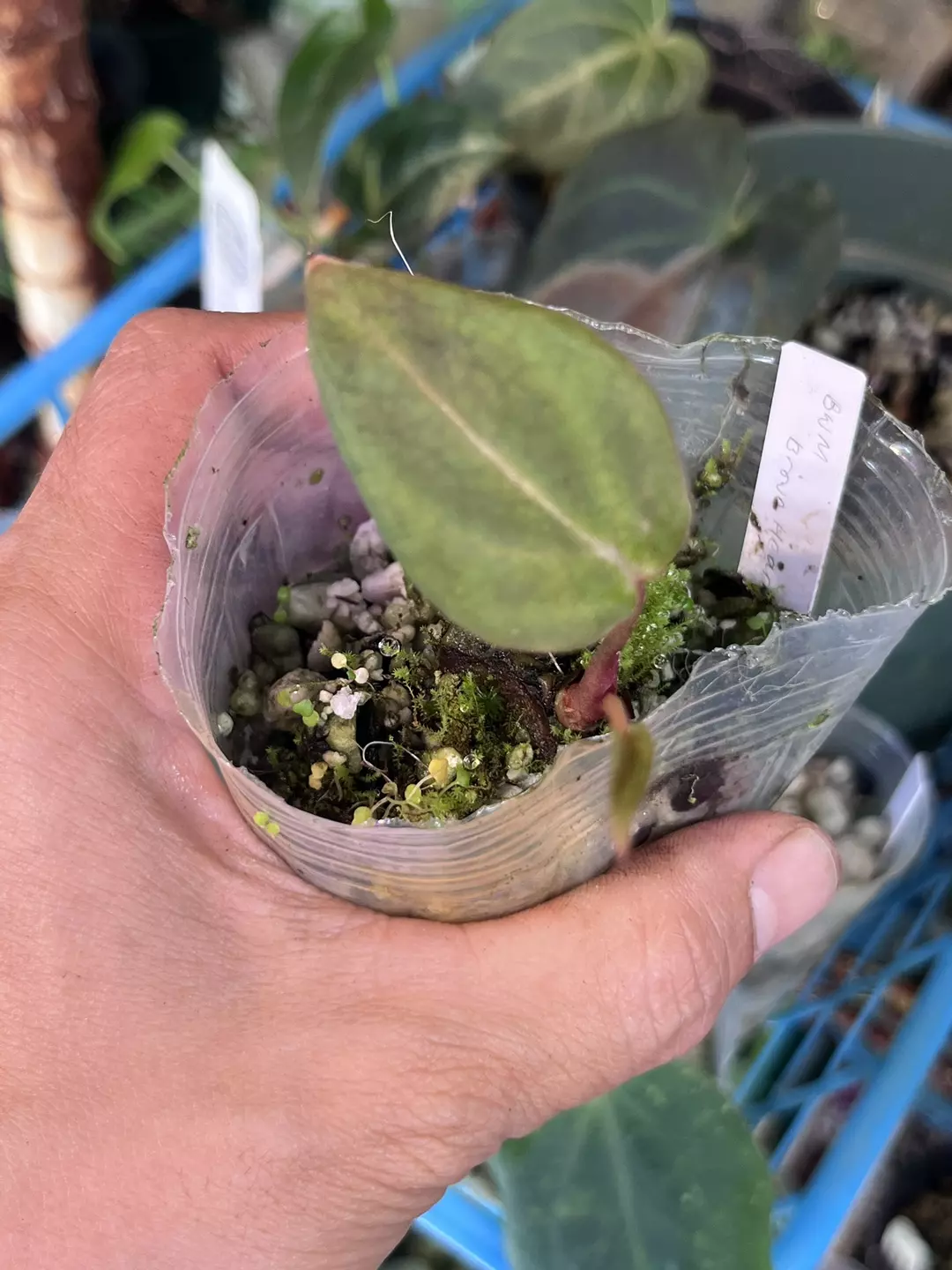 Anthurium Black Widow x Michelle division thumbnail