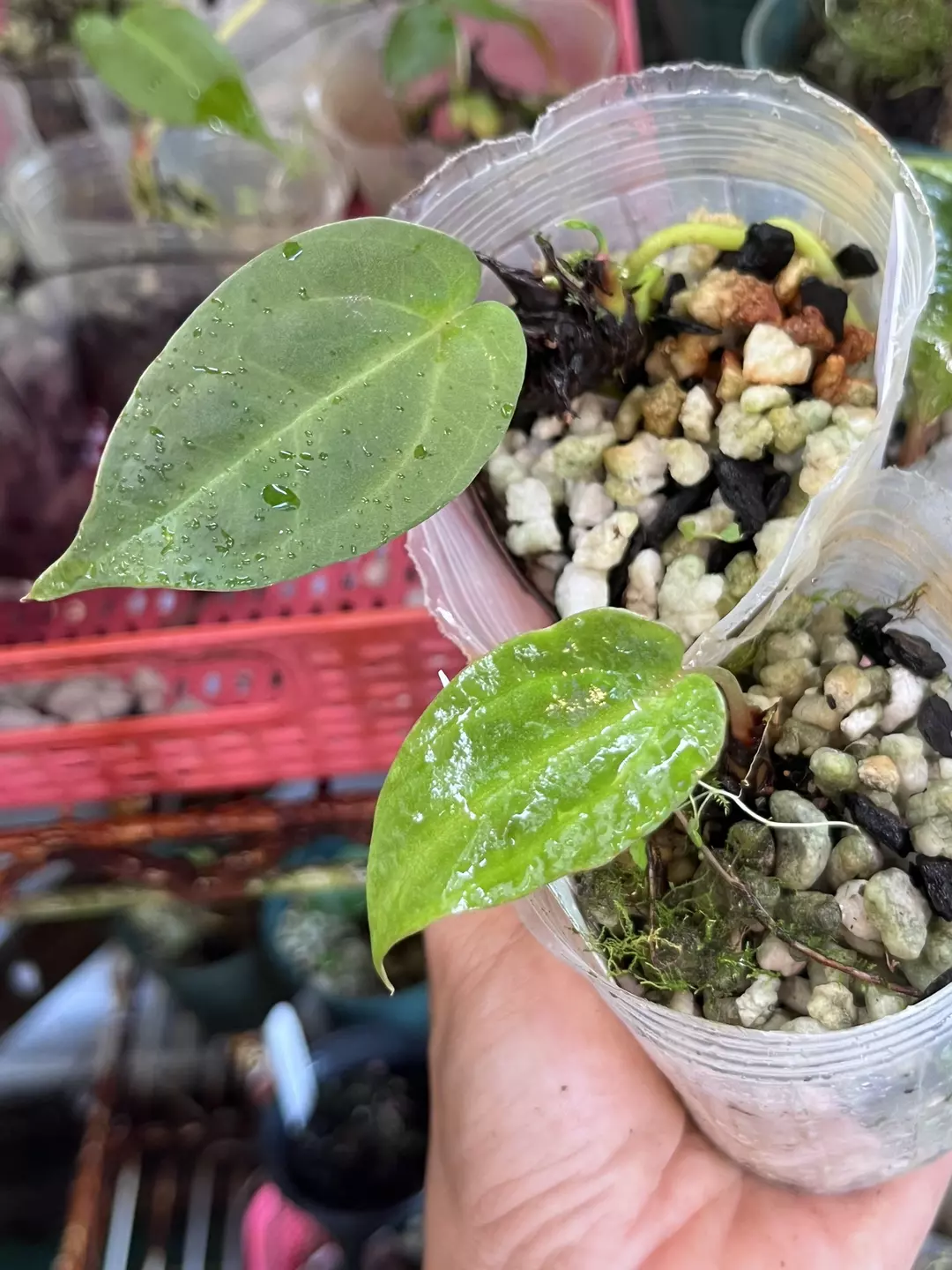 Anthurium bundle division: Pap x Hot Chocolate and Antolakii F2 thumbnail
