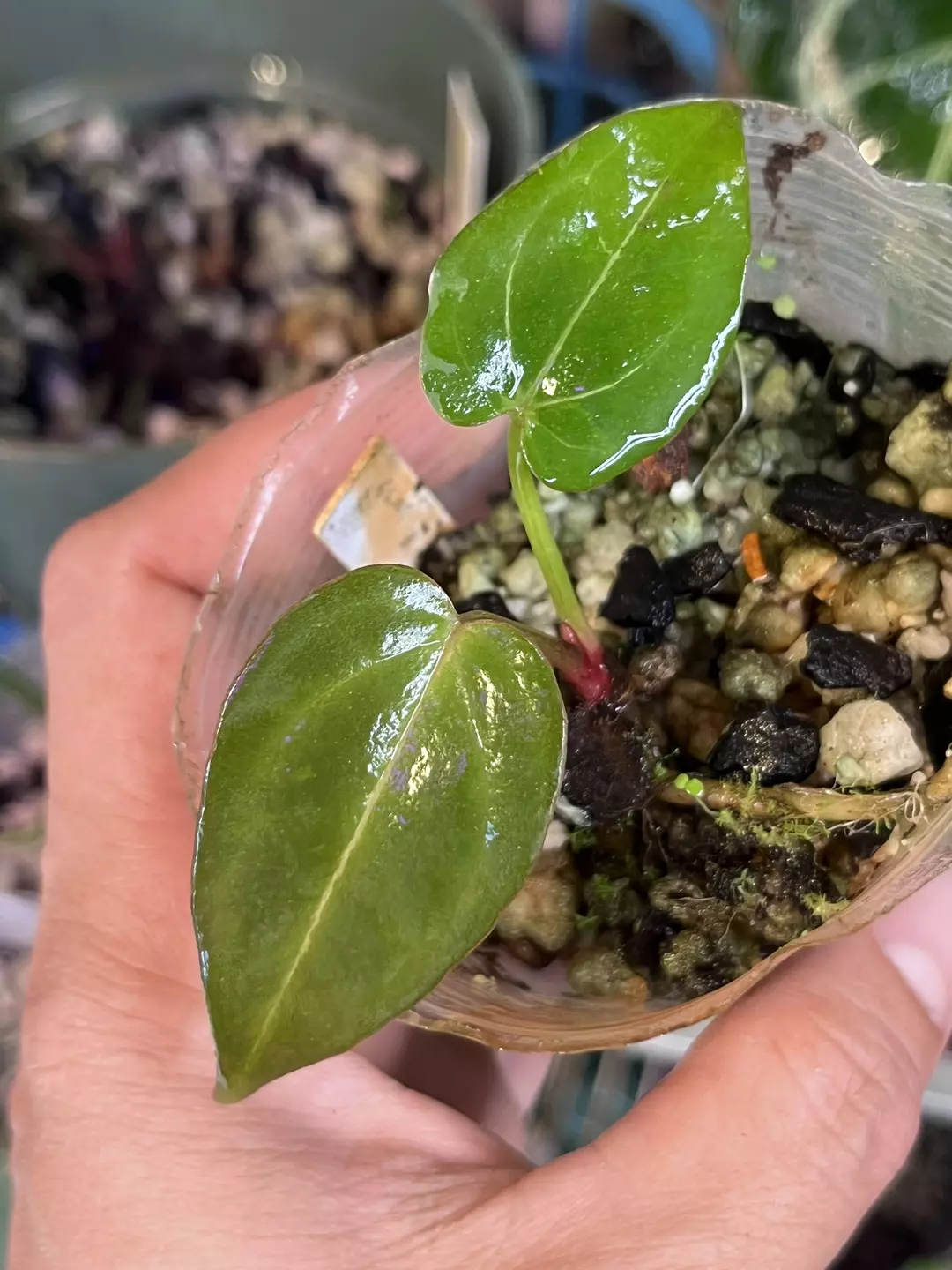 Anthurium Black Widow x Michelle division thumbnail