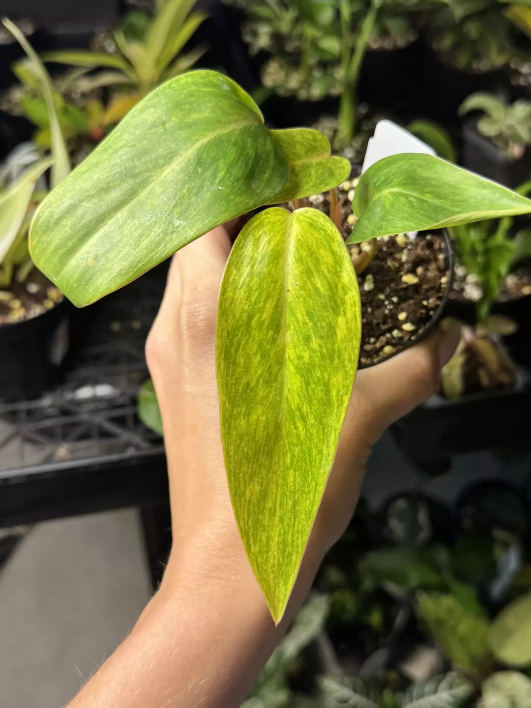 Philodendron painted lady  thumbnail