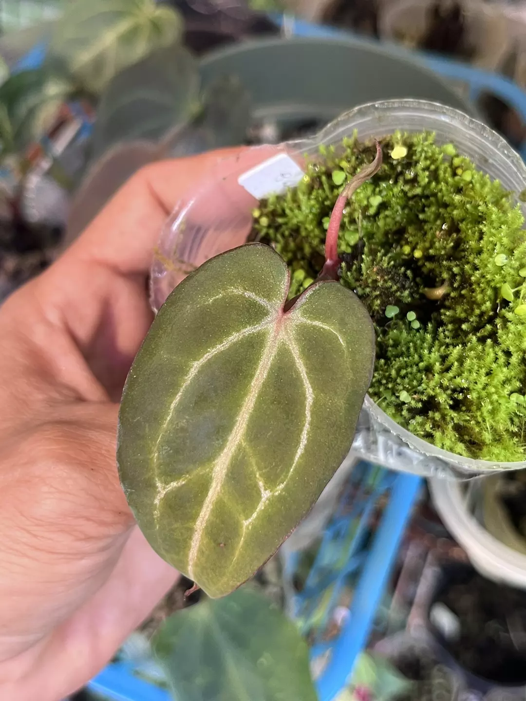 Anthurium Black Widow x Michelle division thumbnail