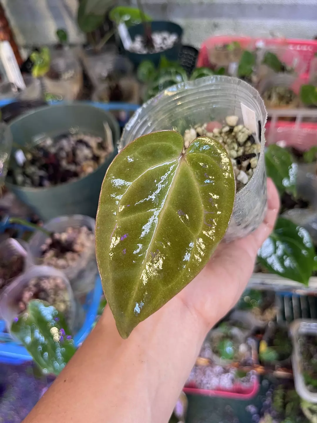 Anthurium Lynette division thumbnail