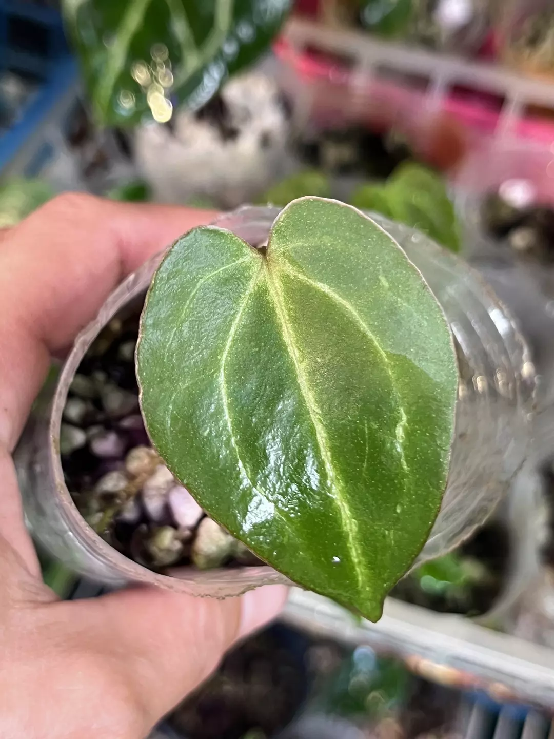 Anthurium Black Widow x Michelle division thumbnail