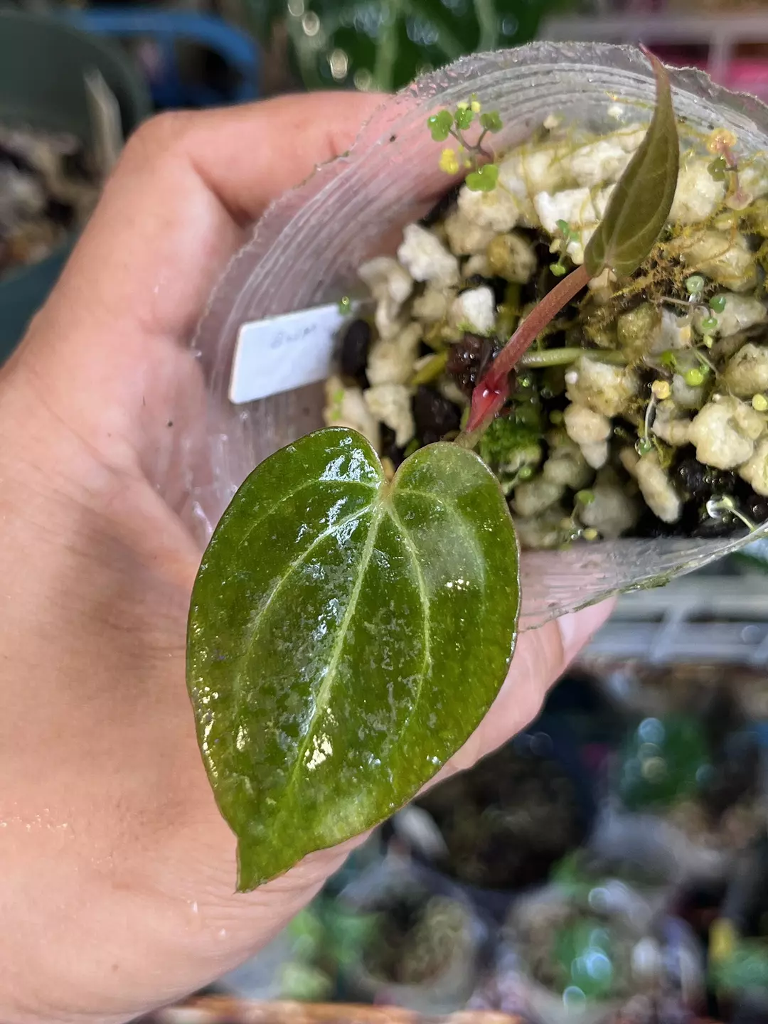 Anthurium Black Widow x Michelle division thumbnail