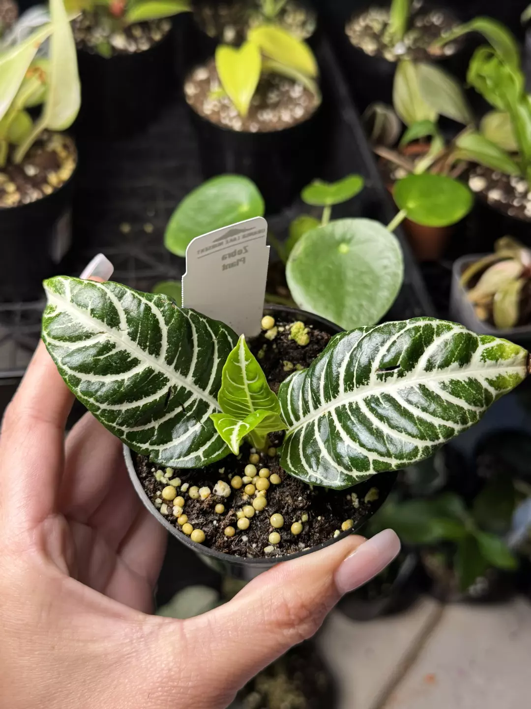 Zebra plant  thumbnail