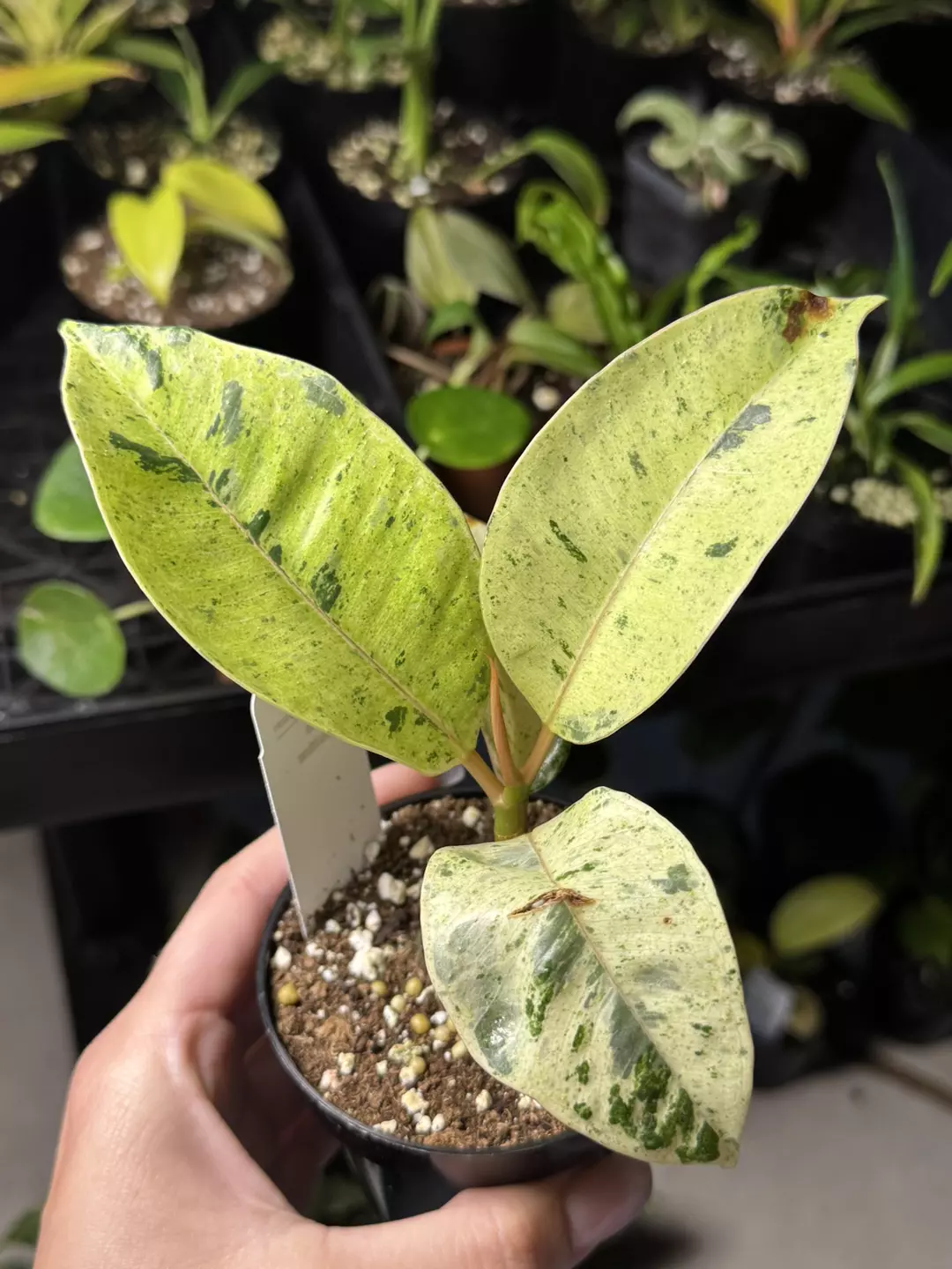 Ficus moonshine  thumbnail
