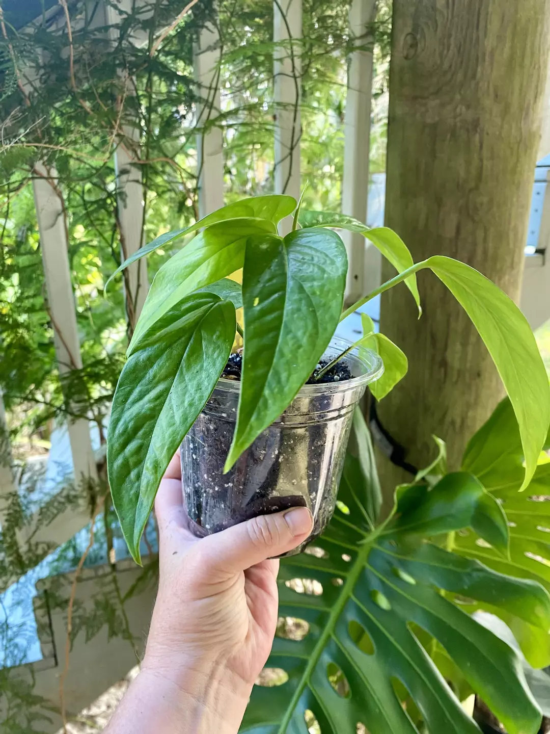 Yellow Flame Epipremnum thumbnail