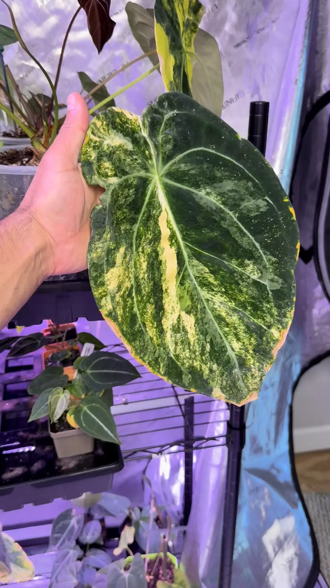 Flowering Variegated Pap X Forgetti thumbnail