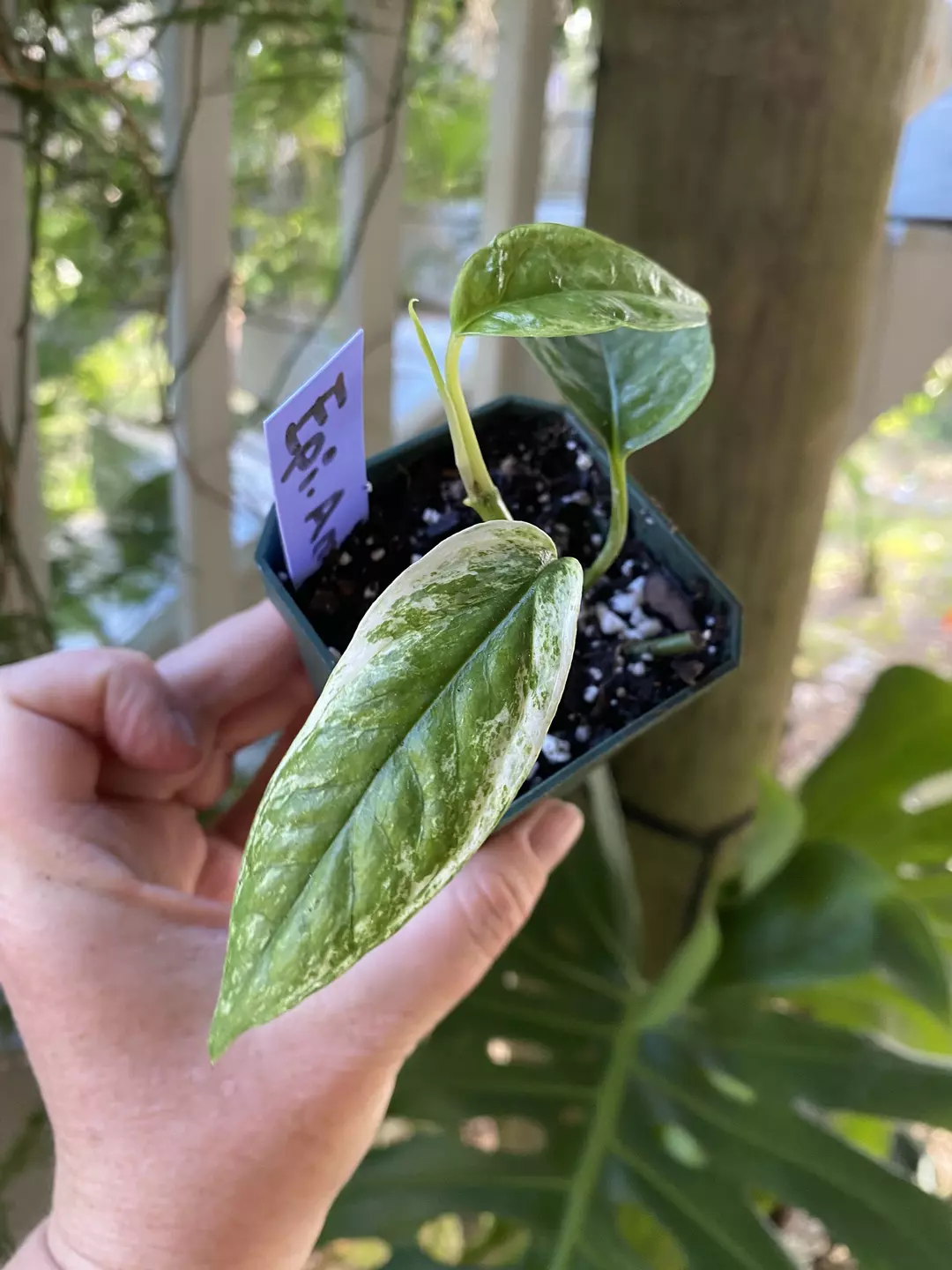 Epipremnum Amihan thumbnail