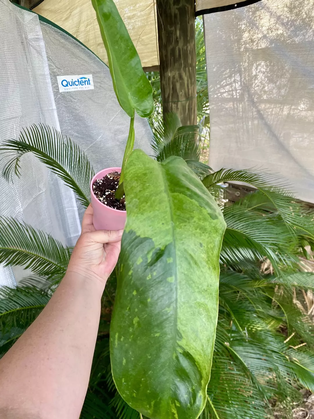 Jose Bueno Philodendron thumbnail
