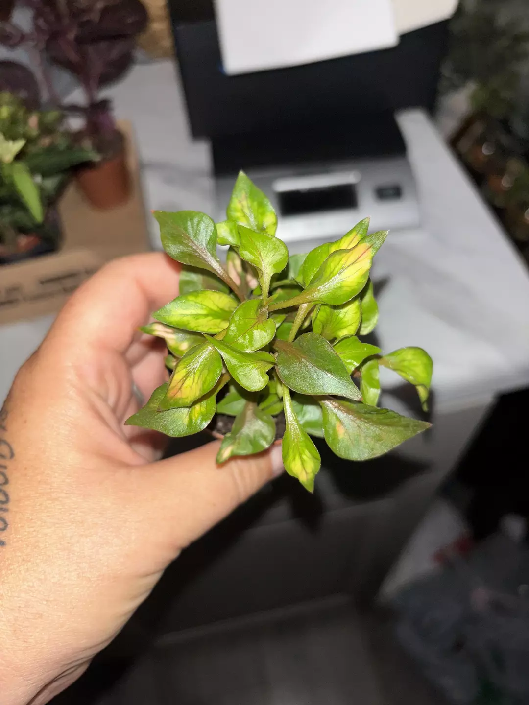 Alternanthera 'Variegated' thumbnail