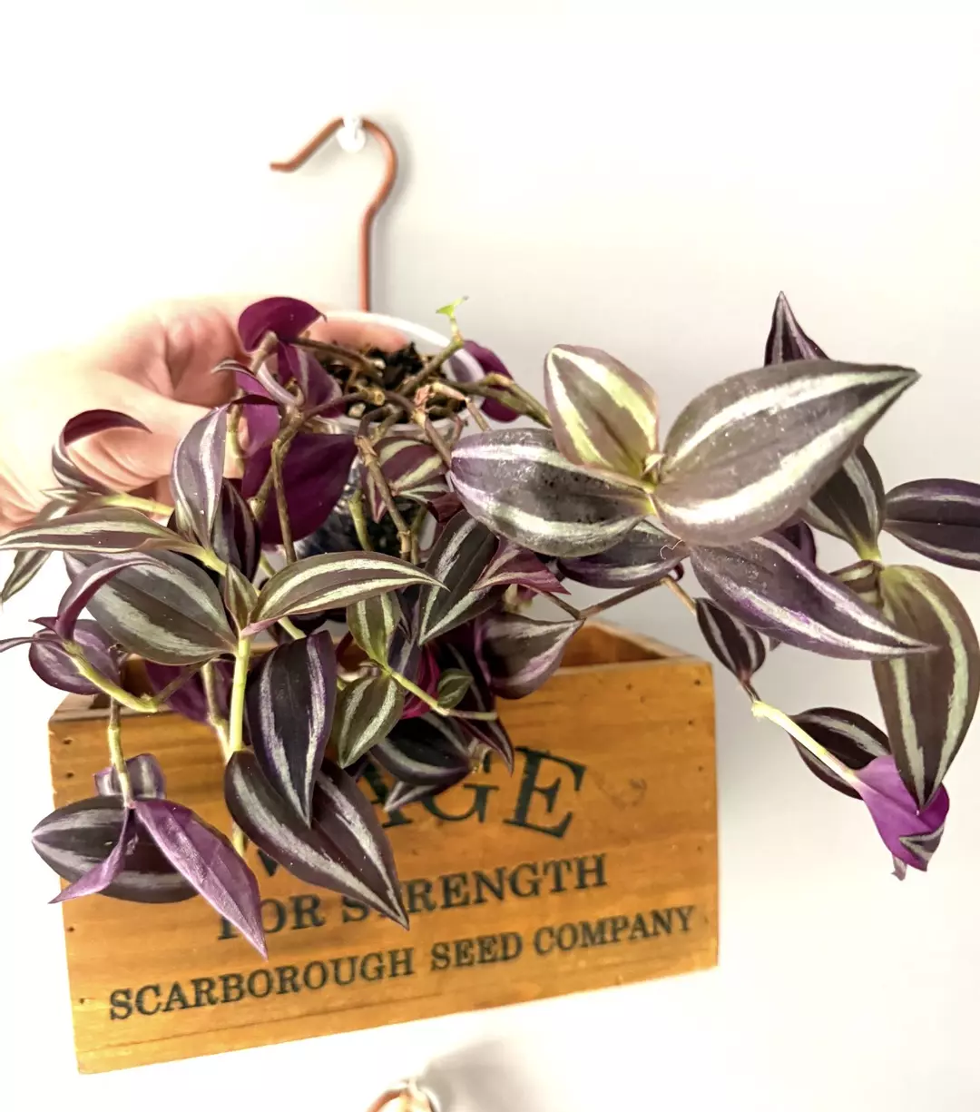 Tradescantia Zebrina thumbnail