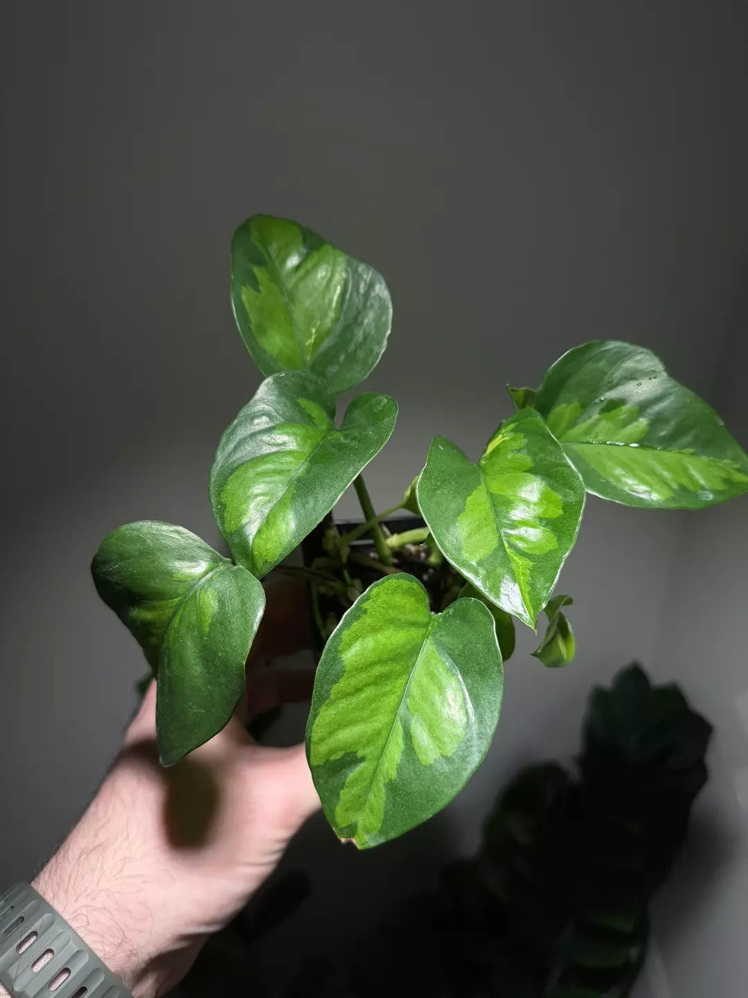 Epipremnum aureum ‘Global Green’ thumbnail