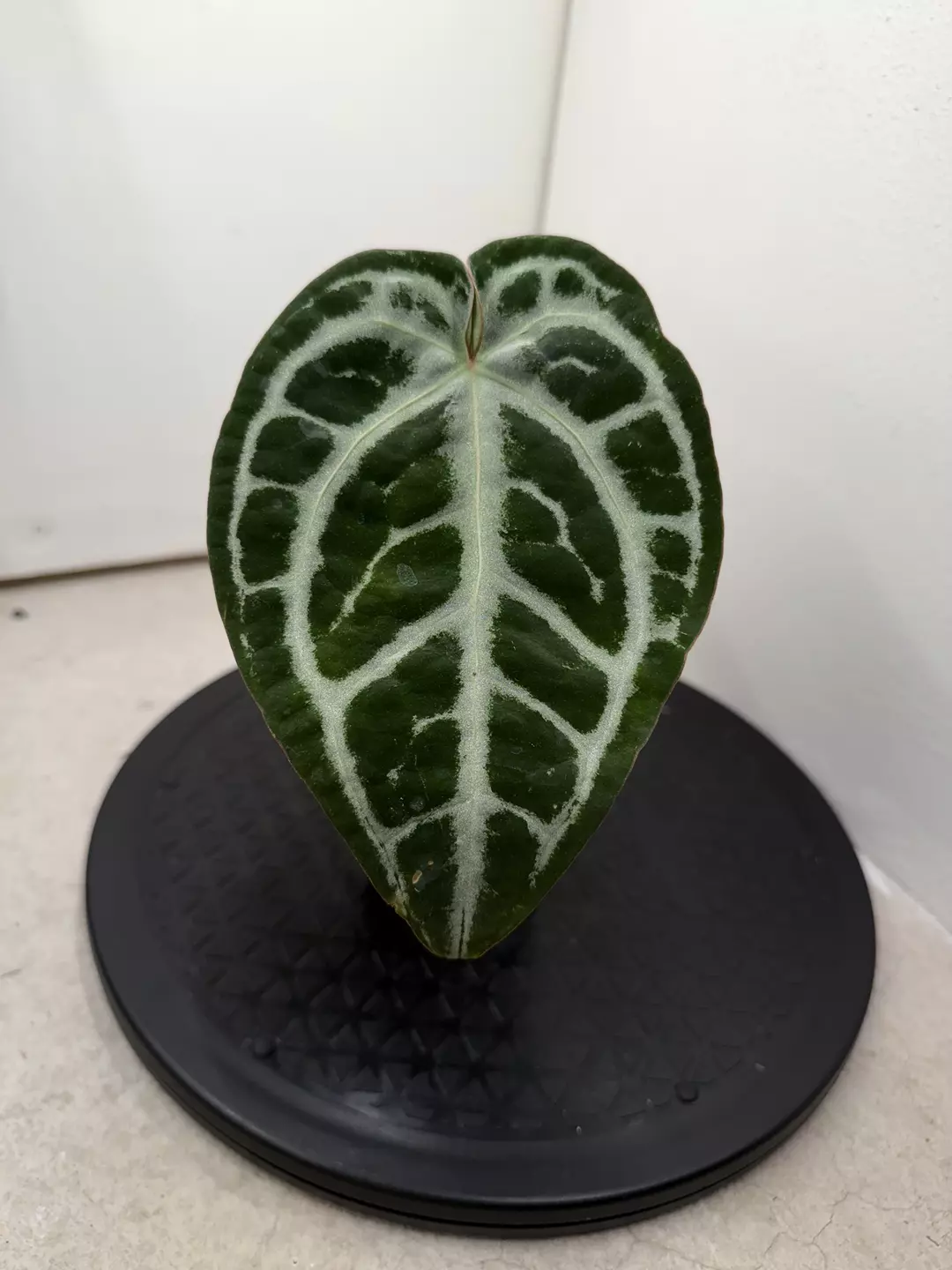 Anthurium crystallinum x SKG Grey thumbnail