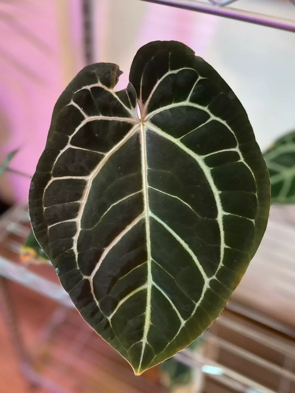 Mystery Box (3 Seedlings) thumbnail