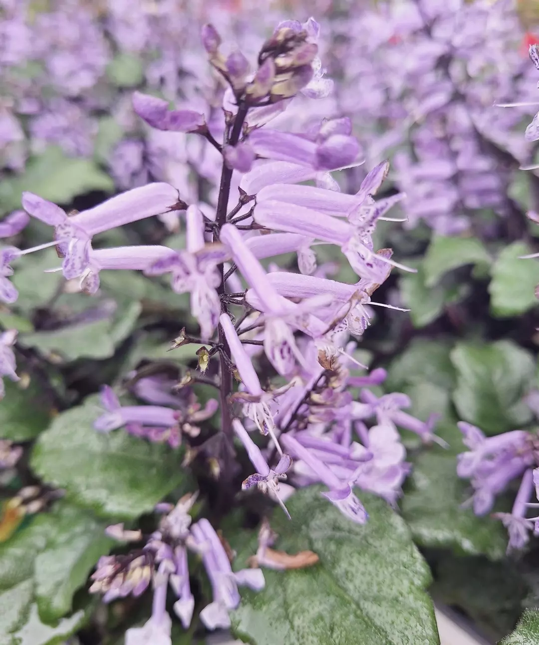 Plectranthus Mona Lavender thumbnail